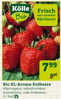 Pflanzen Kölle Kölle bio bio xl-aroma-erdbeere Angebot