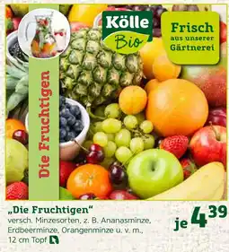 Pflanzen Kölle Kölle bio die fruchtigen Angebot