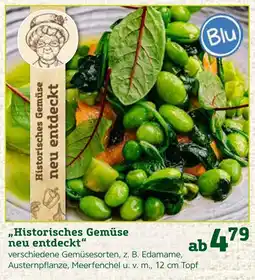 Pflanzen Kölle Historisches gemüse neu entdeckt Angebot