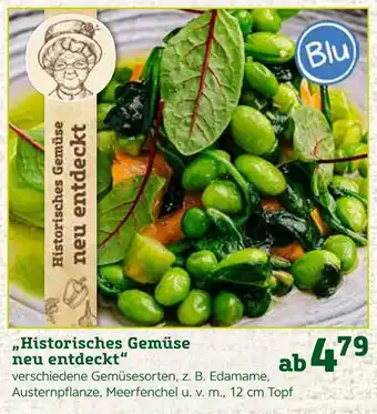 Pflanzen Kölle Historisches gemüse neu entdeckt Angebot