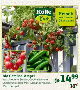 Pflanzen Kölle Kölle bio bio gemüse-ampel Angebot