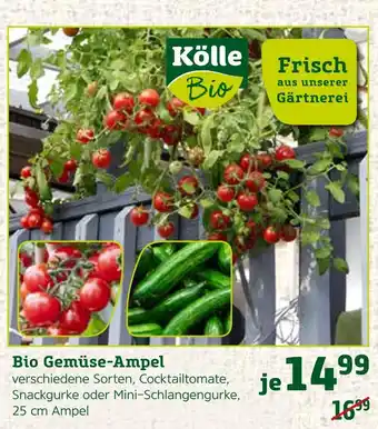 Pflanzen Kölle Kölle bio bio gemüse-ampel Angebot