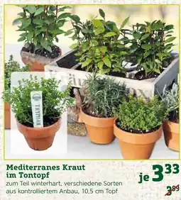 Pflanzen Kölle Mediterranes kraut im tontopf Angebot
