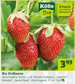 Pflanzen Kölle Kölle bio erdbeere Angebot
