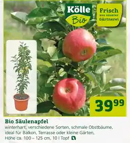 Pflanzen Kölle Kölle bio bio säulenapfel Angebot