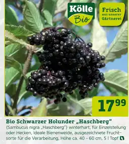 Pflanzen Kölle Bio schwarzer holunder „haschberg“ Angebot
