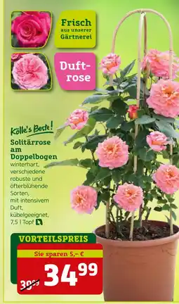 Pflanzen Kölle Kölle's beste! solitärrrose am doppelbogen Angebot