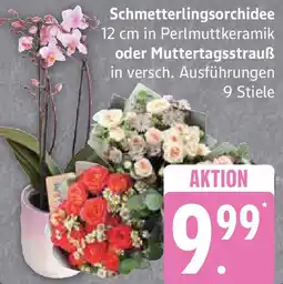 Edeka Schmetterlingsorchidee oder Muttertagsstrauẞ Angebot