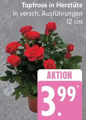 Edeka Topfrose in Herztüte Angebot