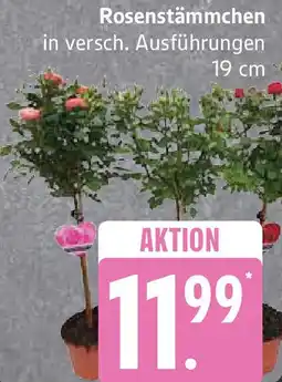 Edeka Rosenstämmchen Angebot