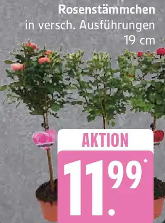 Edeka Rosenstämmchen Angebot