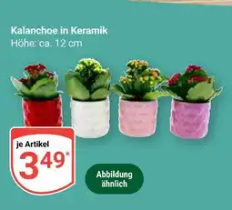 Globus Kalanchoe in keramik Angebot