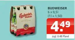 Getränke Oase Budweiser Angebot