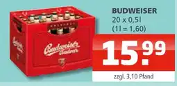 Getränke Oase Budweiser Angebot