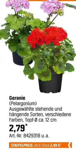 OBI Geranie (pelargonium) Angebot