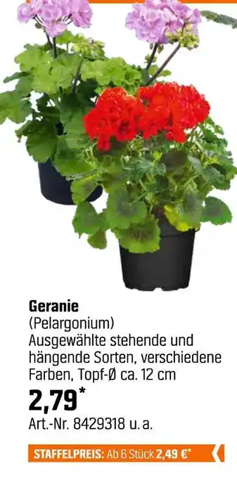 OBI Geranie (pelargonium) Angebot