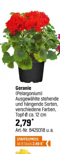 OBI Geranie Angebot