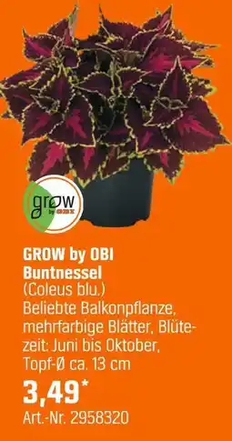 OBI Grow by obi buntnessel (coleus blu.) Angebot