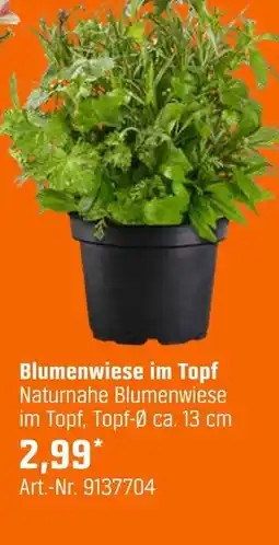 OBI Blumenwiese im topf Angebot