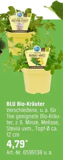 OBI Blu bio-kräuter Angebot