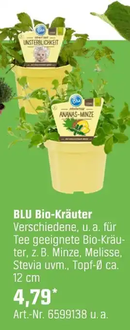 OBI Blu bio-kräuter Angebot