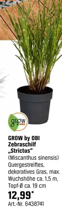 OBI Grow by obi zebraschilf „strictus“ Angebot