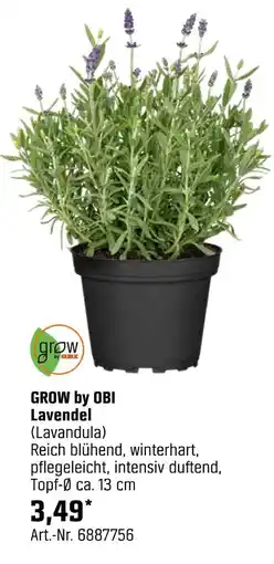 OBI Grow by obi lavendel Angebot