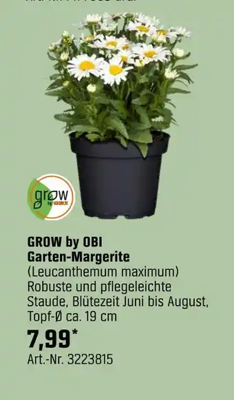 OBI Grow by obi garten-margerite (leucanthemum maximum) Angebot