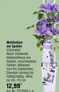 OBI Waldreben am spalier (clematis) Angebot