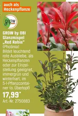 OBI Grow by obi glanzmispel red robin (photinia) Angebot