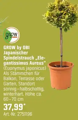 OBI Grow by obi japanischer spindelstrauch „elegantissimus aureus“ Angebot