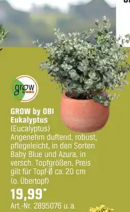 OBI Grow by obi eukalyptus (eucalyptus) Angebot