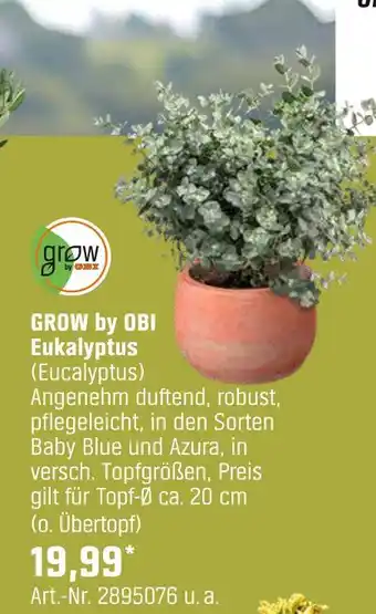 OBI Grow by obi eukalyptus (eucalyptus) Angebot