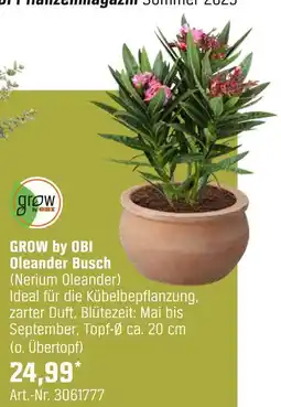 OBI Oleander busch (nerium oleander) Angebot