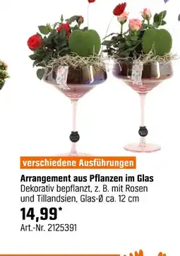 OBI Arrangement aus pflanzen im glas Angebot