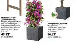OBI Pflanzkübel cubo millennium oder drillingsblume „pyramide“ Angebot