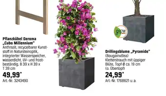 OBI Pflanzkübel cubo millennium oder drillingsblume „pyramide“ Angebot