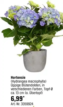 OBI Hortensie (hydrangea macrophylla) Angebot