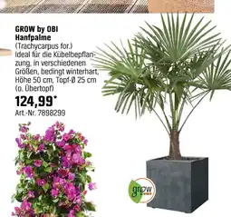 OBI Grow by obi hanfpalme (trachycarpus for.) Angebot