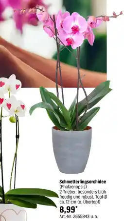 OBI Schmetterlingsorchidee (phalaenopsis) Angebot