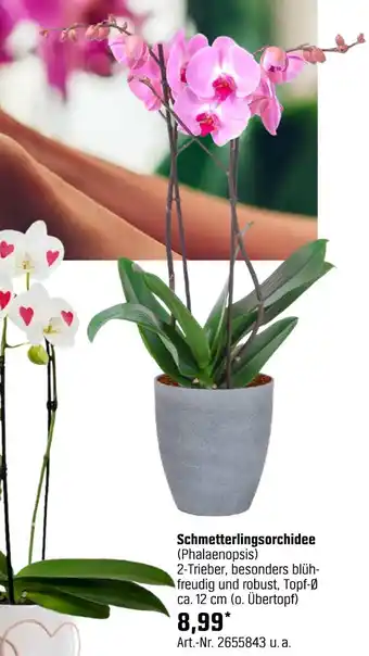OBI Schmetterlingsorchidee (phalaenopsis) Angebot