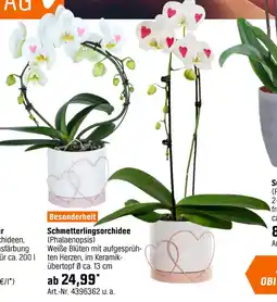 OBI Schmetterlingsorchidee (phalaenopsis) Angebot