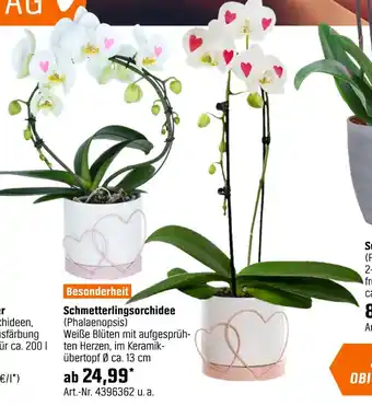 OBI Schmetterlingsorchidee (phalaenopsis) Angebot