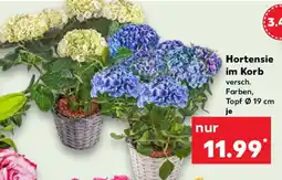 Kaufland Hortensie im Korb Angebot