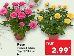 Kaufland Rose Angebot