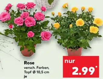 Kaufland Rose Angebot