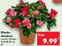 Kaufland Rhodo- dendron Angebot