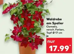 Kaufland Waldrebe am Spalier Angebot