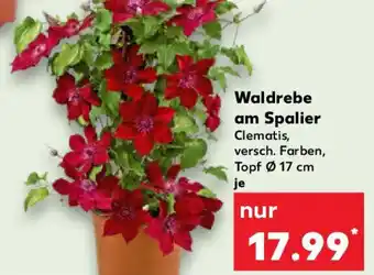 Kaufland Waldrebe am Spalier Angebot
