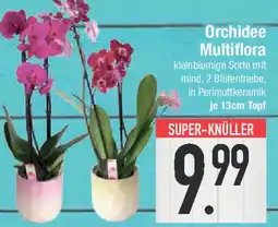E-Center Orchidee Multiflora Angebot